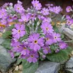 Primula stenocalyx - 