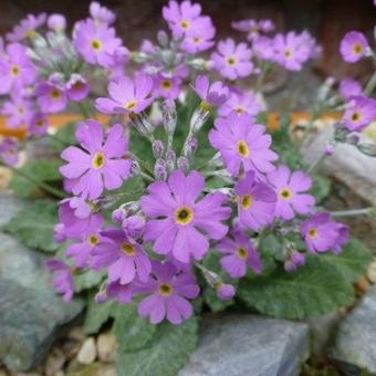 Primula stenocalyx