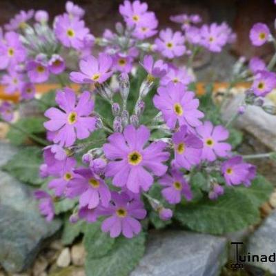 Primula stenocalyx - 