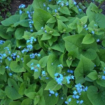 Brunnera macrophylla