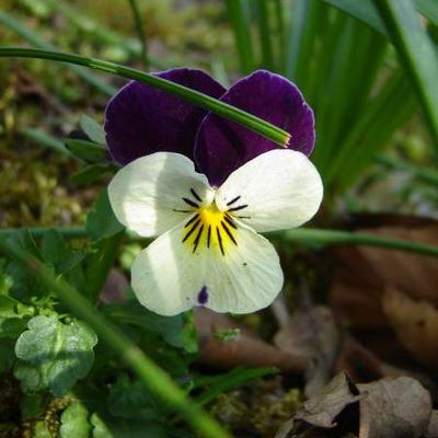 Viola tricolor - 