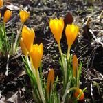 Crocus ancyrensis - Ankara-Krokus