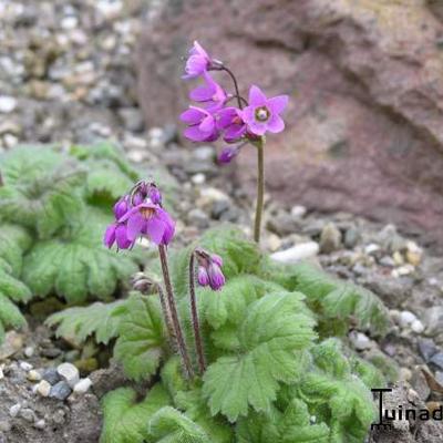 Primula matthioli  - 