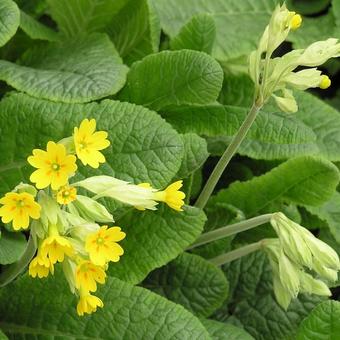 Primula veris