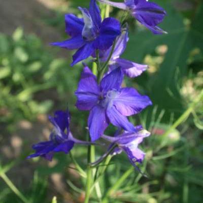 Delphinium grandiflorum 'Blauer Zwerg' - 