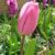 Tulipa 'Don Quichotte'