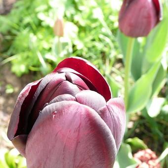 Tulipa 'Queen Of Night'