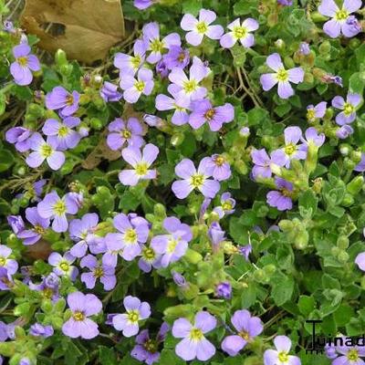 Aubrieta  'Downers' - 