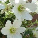 Clematis x cartmanii 'Joe' - 