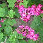 Ribes sanguineum 'King Edward VII' - 