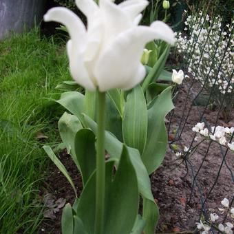 Tulipa 'White Liberstar'