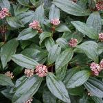 Viburnum davidii - 