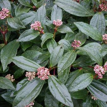 Viburnum davidii