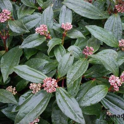 Viburnum davidii - VIORNE DE DAVID