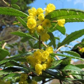 Mahonia aquifolium