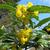 Mahonia aquifolium