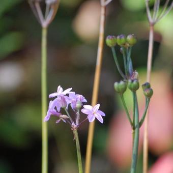 Tulbaghia violacea