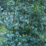 Ilex x meserveae 'Blue Angel' - 