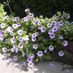 Surfinia 'Blue Vein' - 