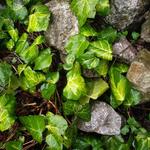 Hedera helix 'Gold Heart'