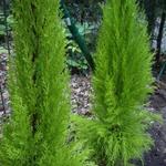 Cupressus macrocarpa 'Goldcrest' - 