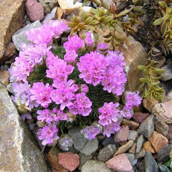 Armeria cespitosa 'Brookside'