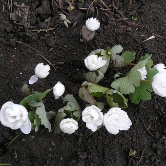 Sanguinaria canadensis 'Multiplex'