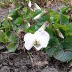 Viola sororia - 