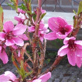 Prunus persica var nucipersica