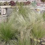 Stipa tenuifolia - 