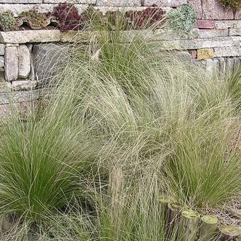 Stipa tenuifolia