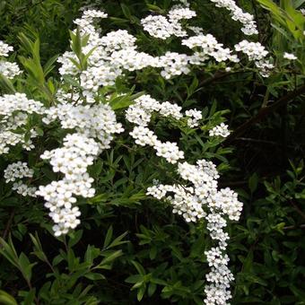 Spiraea arguta