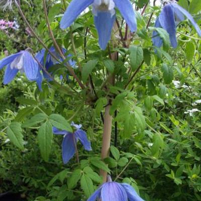 Clematis alpina 'Frances Rivis'  - 