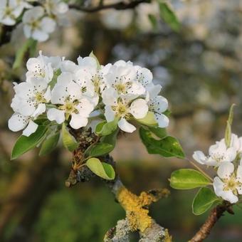 Pyrus communis 'Clapp´s Favourite'