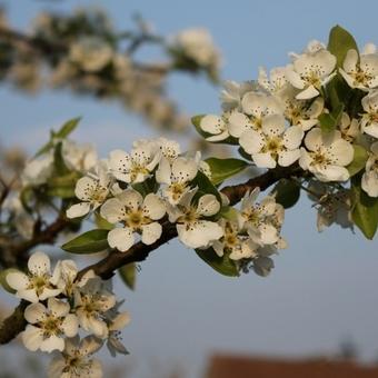 Pyrus communis 'Clapp´s Favourite'