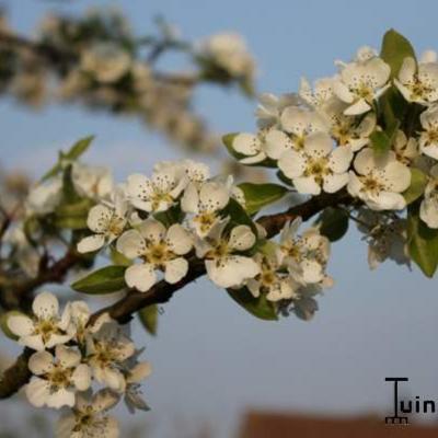 Pyrus communis 'Clapp´s Favourite'