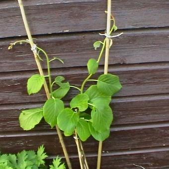 Actinidia deliciosa 'Hayward'