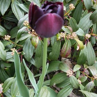 Tulipa 'Black Hero'