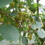 Actinidia deliciosa 'Hayward' - KIWI  FEMELLE 'HAYWARD' , ACTINIDIER DE CHINE 'HAYWARD',