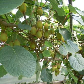 Actinidia deliciosa 'Hayward'