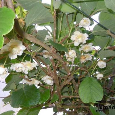 KIWI  FEMELLE 'HAYWARD' , ACTINIDIER DE CHINE 'HAYWARD', - Actinidia deliciosa 'Hayward'