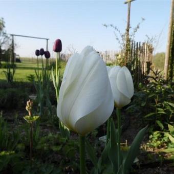 Tulipa 'Purissima'