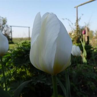 Tulipa 'Purissima'