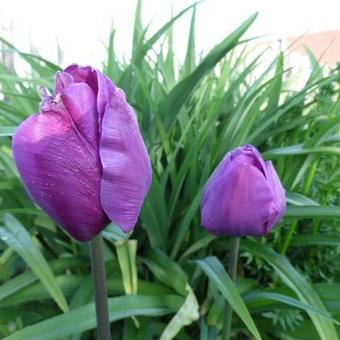 Tulipa 'Negrita'