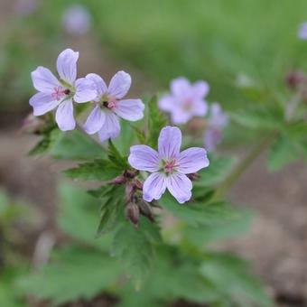 Geranium ‘Prelude’