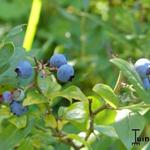 Vaccinium corymbosum 'Reka' - 