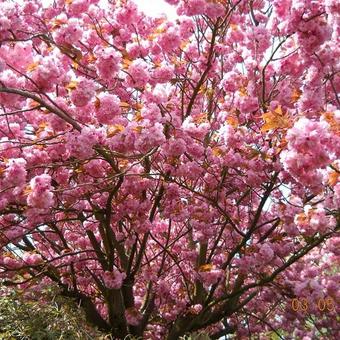 Prunus serrulata