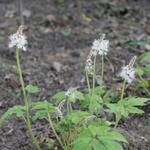 Tiarella 'Jeepers Creepers' - 