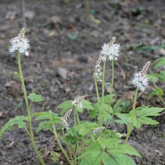 Tiarella 'Jeepers Creepers'