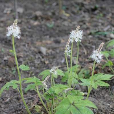 Tiarella 'Jeepers Creepers' - Tiarella 'Jeepers Creepers'